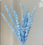 Coin Eucalyptus thumbnail 5