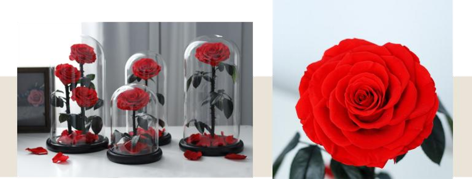 Preserved Rose Glass Dome thumbnail 2