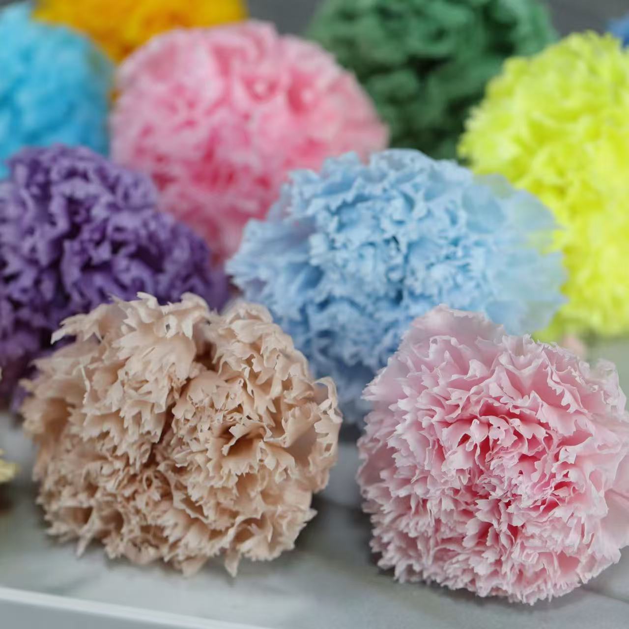 Carnation thumbnail 2