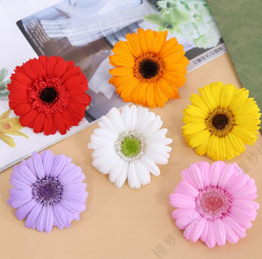 Gerbera
