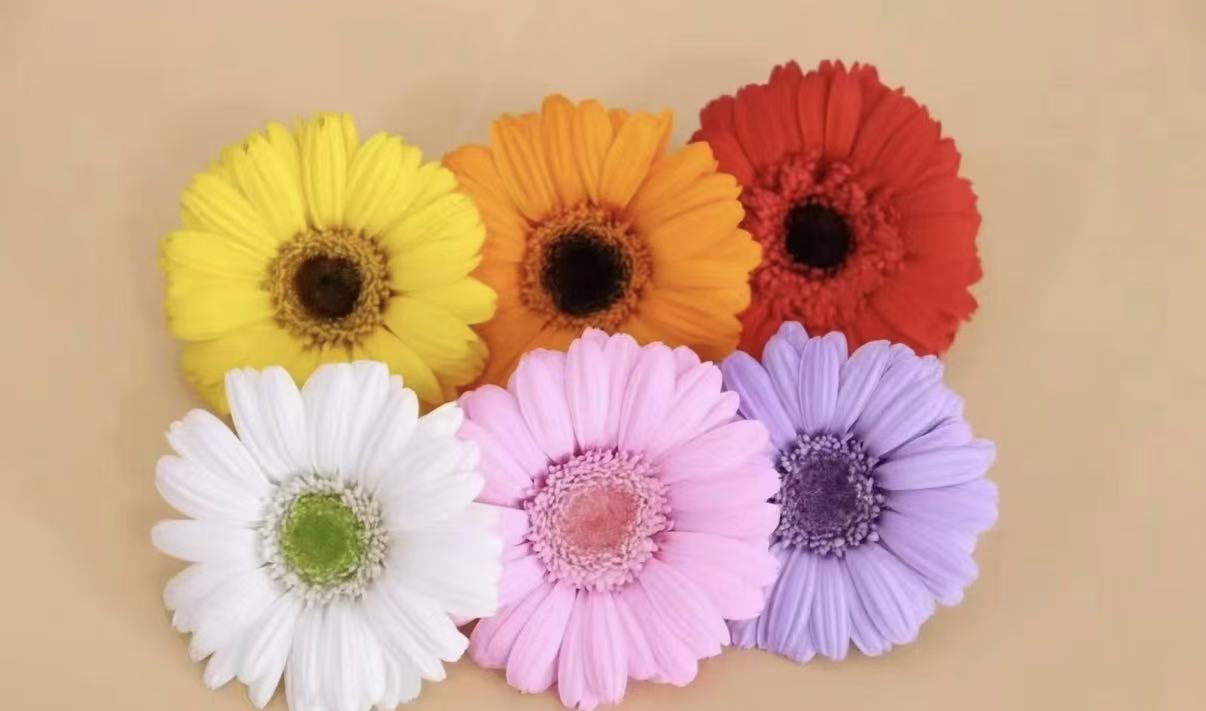 Gerbera thumbnail 2