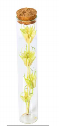 Preserved Flower Gift Collection thumbnail 4