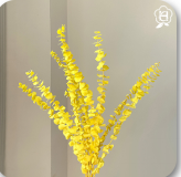 Coin Eucalyptus thumbnail 3