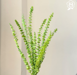 Coin Eucalyptus thumbnail 6